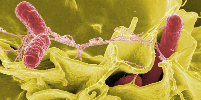 El consumo intensivo de alcohol altera la barrera intestinal permitiendo el paso de bacterias desde el colon al resto del cuerpo, según un estudio UCM